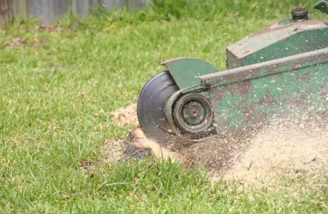 Fræsning af rødder med professionel maskine